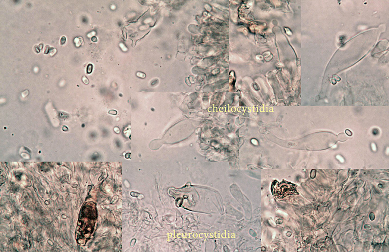 Cystolepiota fumosifolia